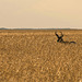 pronghorn in camo