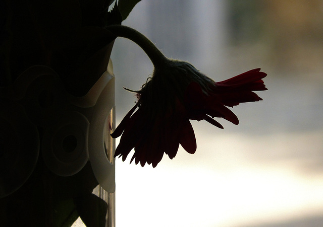 ... contre-jour ... ... contre-jour ...