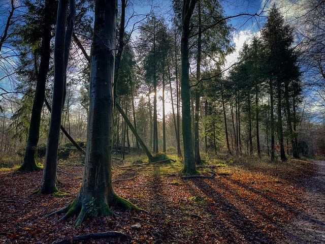 Winter Woodland