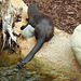 20230810 3849CPw [D~MS] Riesenotter (Pteronura brasiliensis), Meranti-Halle, Zoo Münster