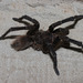 IMG 2662 Tarantula