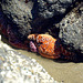 Ochre Sea Star
