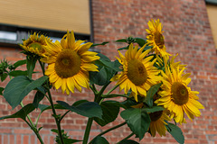 HWW liebe Fotofreunde, wünsch Euch einen sonnigen Wochenteiler und passt gut auf Euch auf!