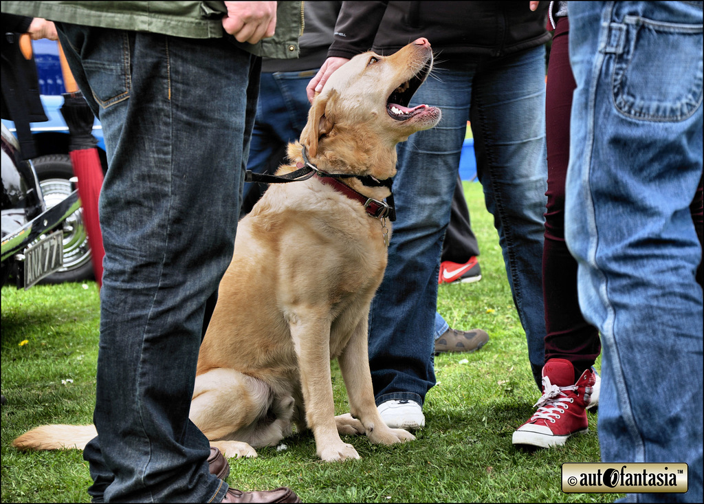 Dogs At Car Shows ...