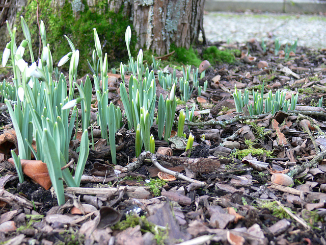 Frühlingsboten