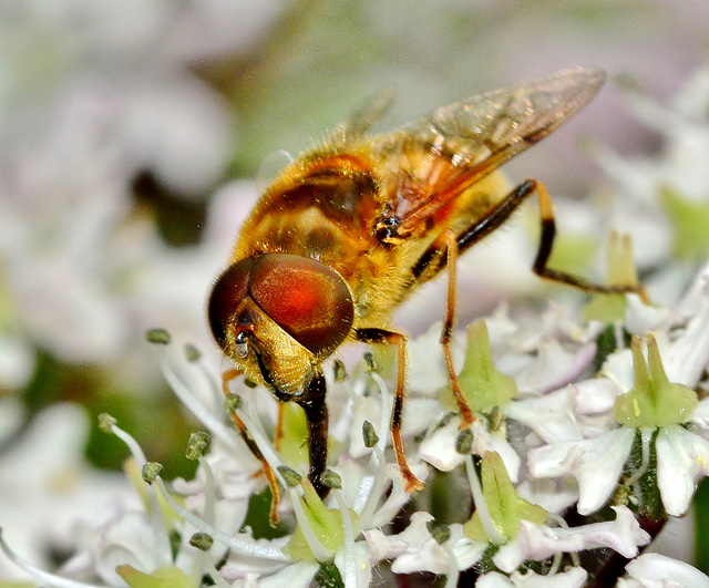 Hoverfly