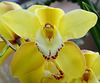 Cymbidium hybrid