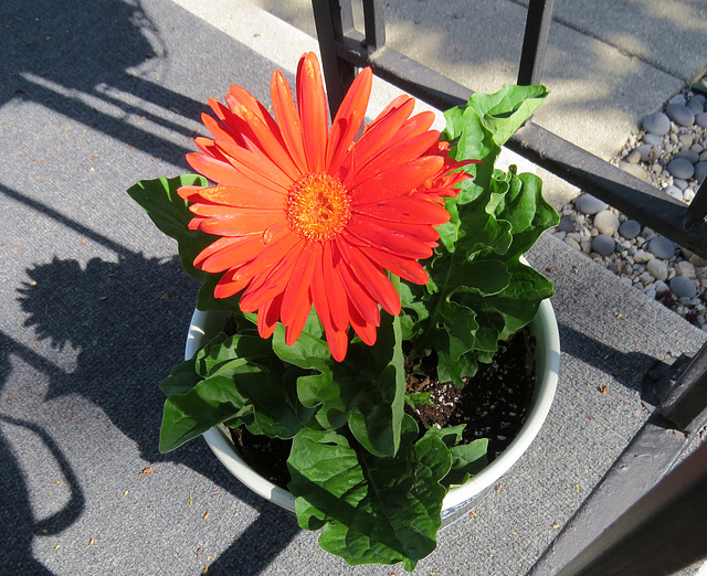 The new Gerbera Daisy