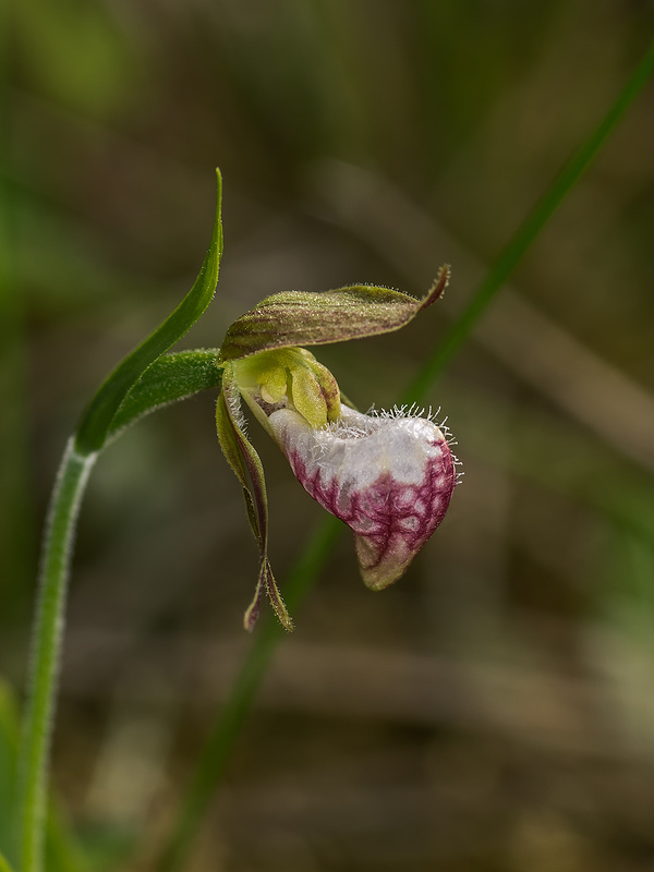 Cypripedium arietinum (Ram's Head orchid)