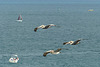 Brown Pelicans - 2 March 2018