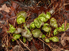 Day 8, Marsh Marigold / Caltha palustris, Quebec