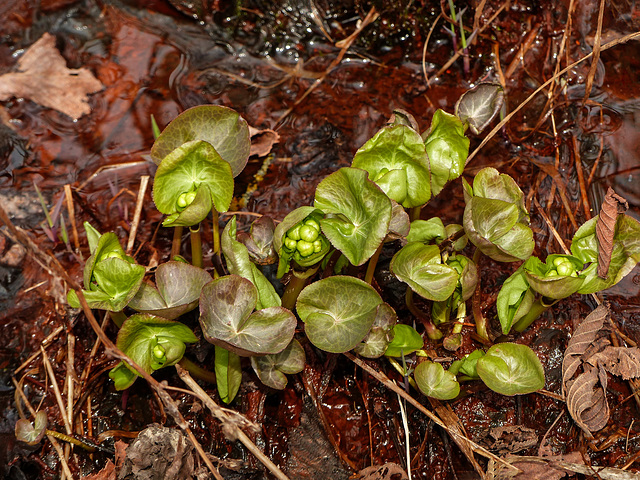 Day 8, Marsh Marigold / Caltha palustris, Quebec