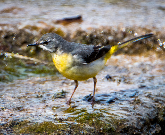 Grey wagtail1