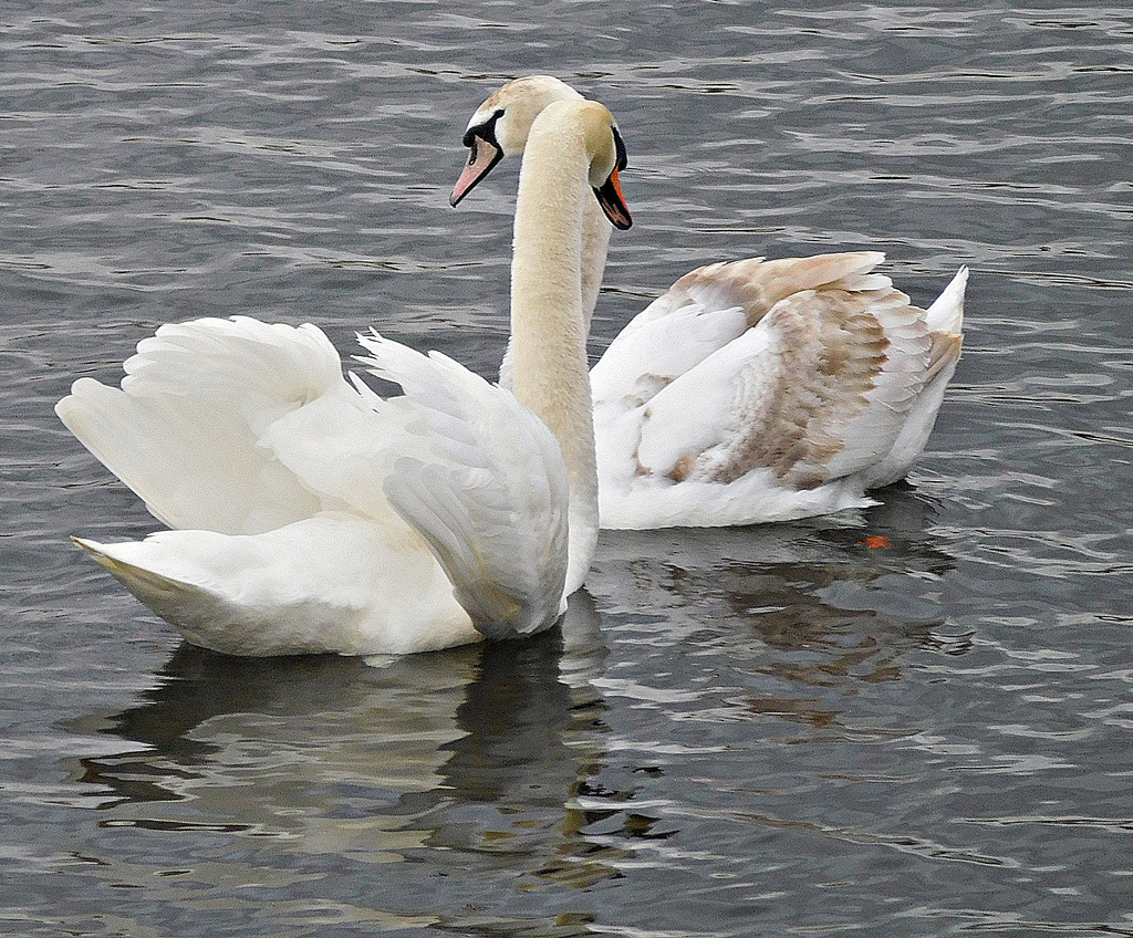 Pas de deux