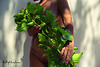 body life outdoor with grape leaves in colors 3