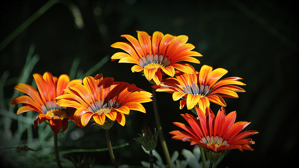 Gazania