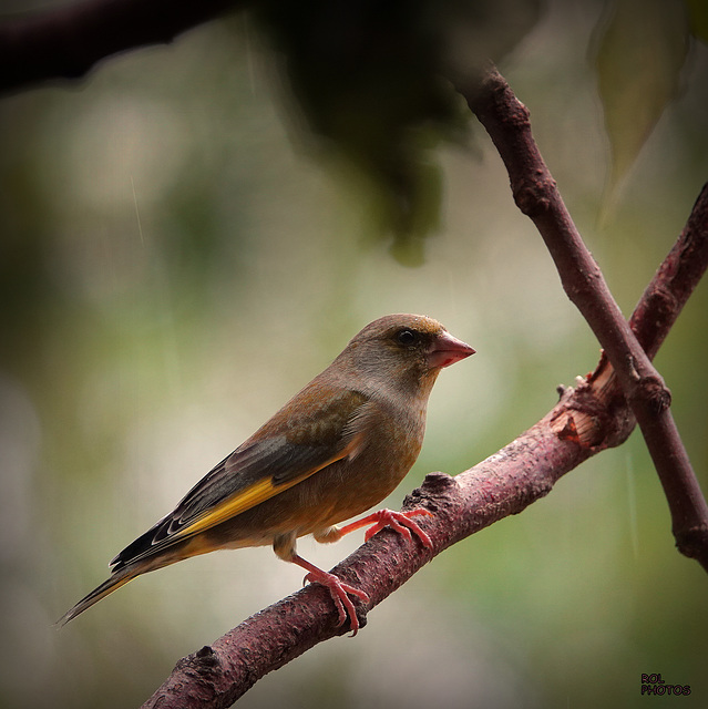 Verdier d'Europe, (Chloris chloris - European Greenfinch)