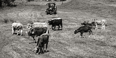Kühe im Odenwald