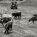 Kühe im Odenwald