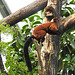 20230810 3851CPw [D~MS] Rote Vari (Varecia rubra), Meranti-Halle, Zoo Münsterr