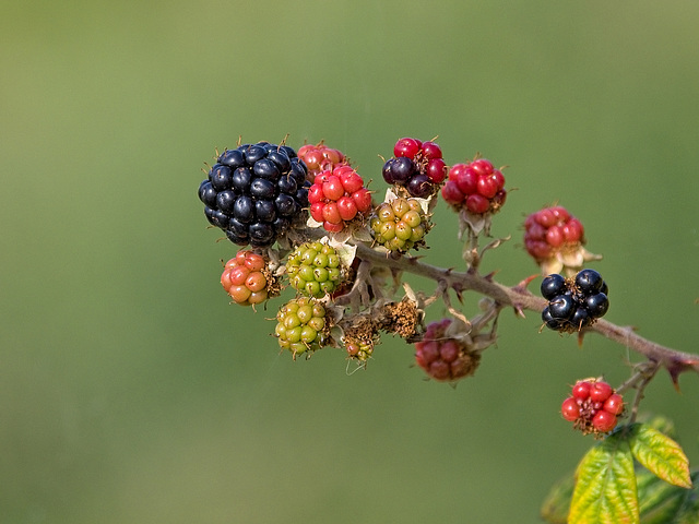 Wild Blackberries