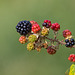 Wild Blackberries