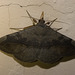 IMG 2684 Moth