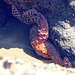 Ochre Sea Star
