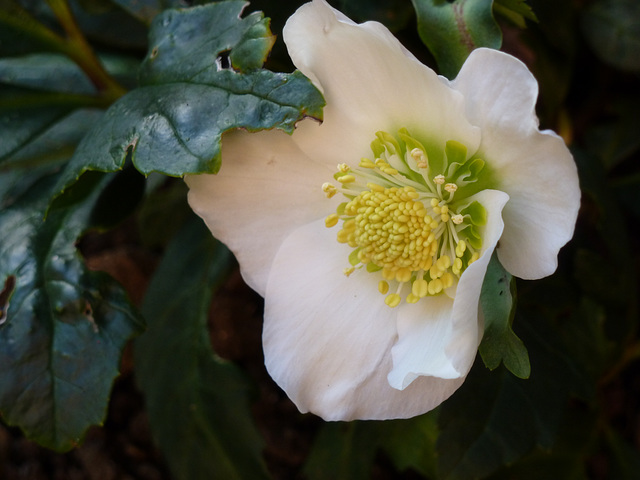 Christmas Rose