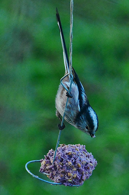 Long Tailed Tit