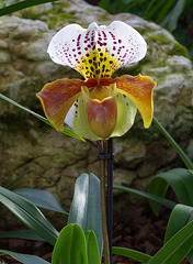 Paphiopedilum hybrid