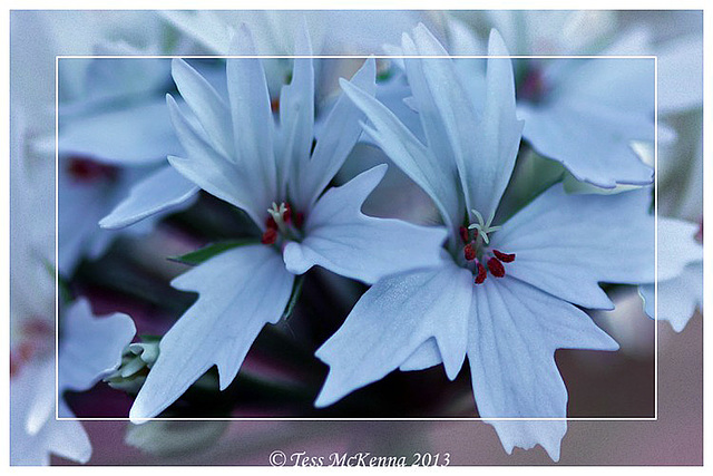 Flowers  ID Possibly Lychnis White Robin. ??