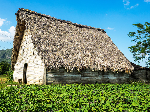 Tobacco barn, Valle de Viñales, Cuba