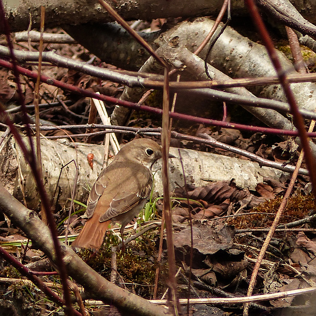 Day 8, Thrush, Quebec