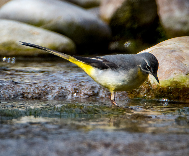 Grey wagtail2