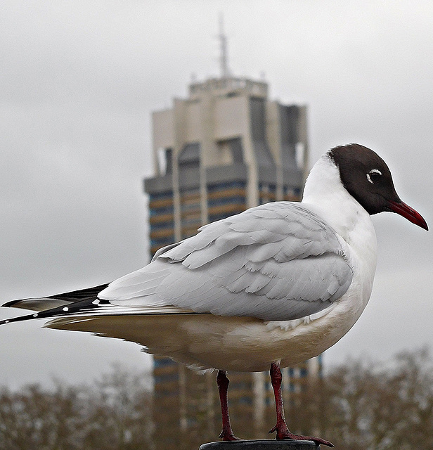 A London scene