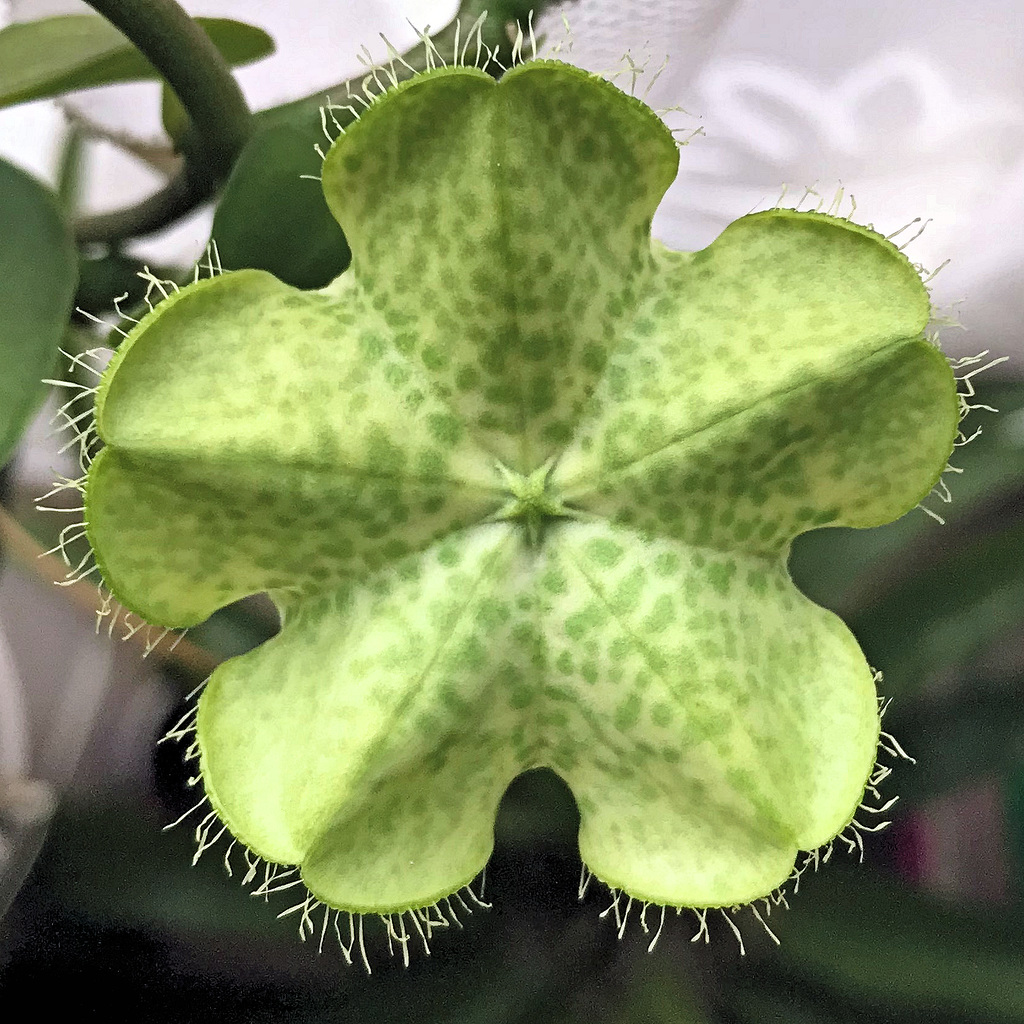 Kletternde Leuchterblume