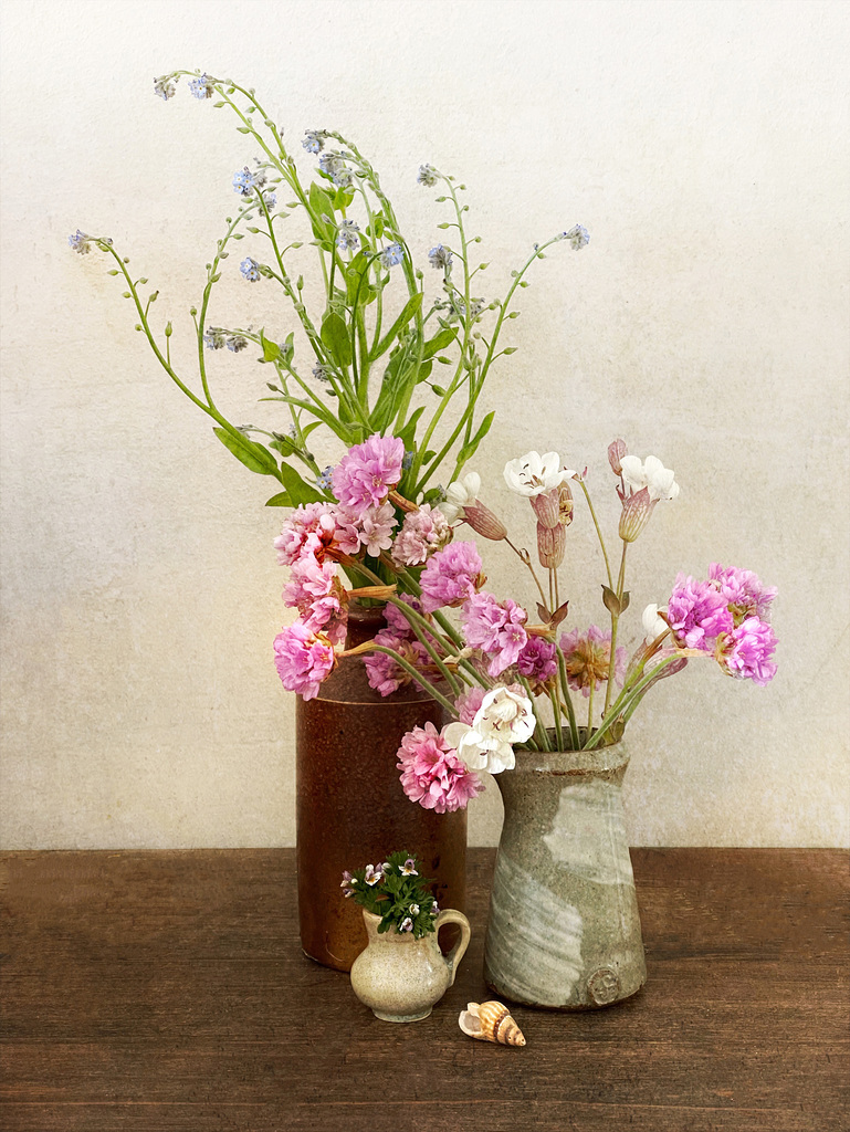 with added thrift and sea campion