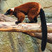 20230810 3853CPw [D~MS] Rote Vari (Varecia rubra), Meranti-Halle, Zoo Münster
