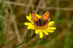 Small Copper Butterfly