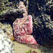 Ochre Sea Star