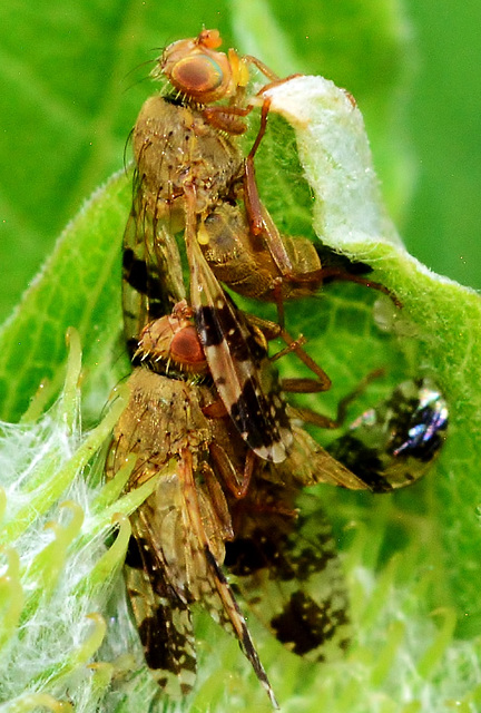 Fruit Flies. Tephritidae