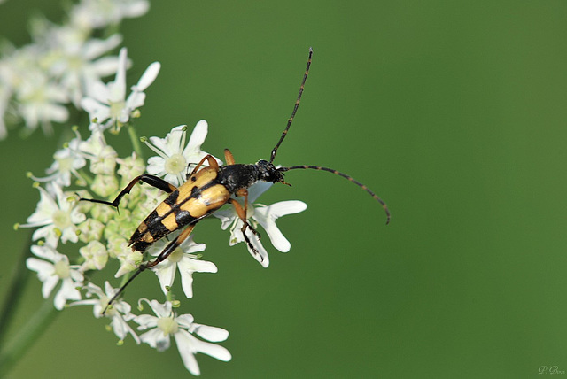 Lepture tachetée - Rutpela maculata - Forêt de Dreux - Eure-et-Loir