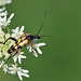 Lepture tachetée - Rutpela maculata - Forêt de Dreux - Eure-et-Loir