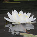 Water Lilly!