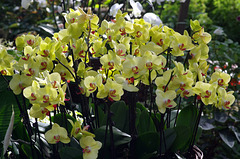 Phalaenopsis hybrids