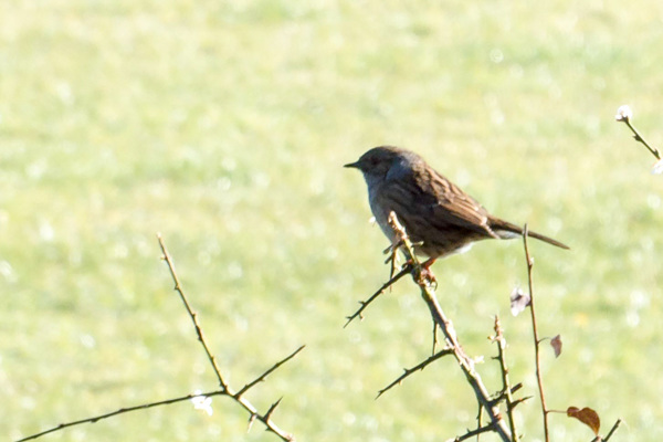 Dunnock -DSB 2641