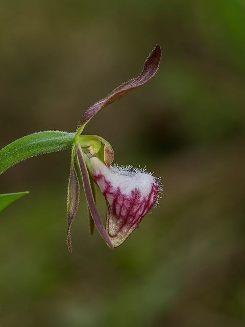 Cypripedium arietinum (Ram's Head orchid)