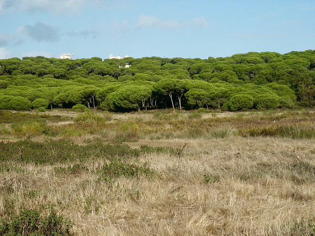 Countryside inland from Praia Verde (Altura 2002)