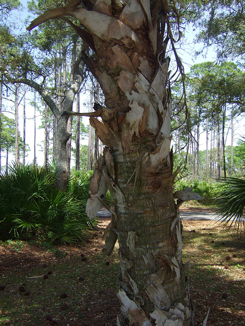 Tree Trunk